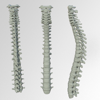 spine-3220105_1920